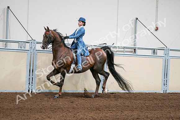 2020 - AB Morgan Horse - Fri, Sept 04 - 04937