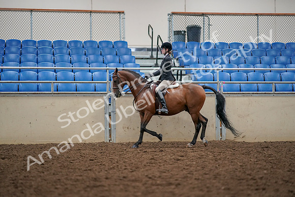 2019 Morgan Horse Show - Aug 30, 2019 - 23358