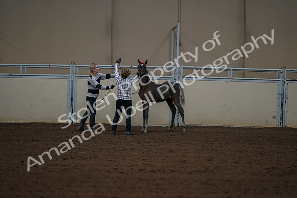 2019 Morgan Horse Show - Aug 30, 2019 - 24923