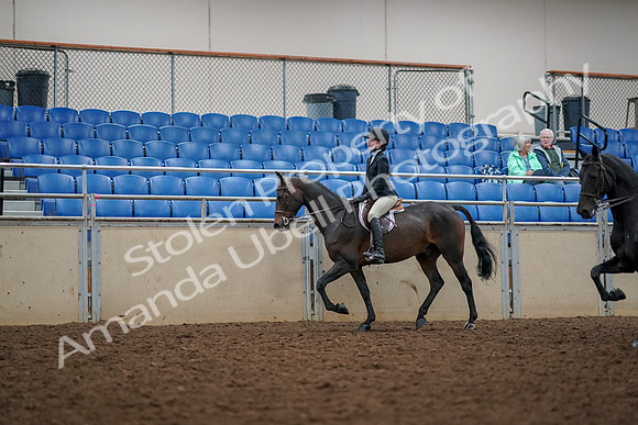 2019 Morgan Horse Show - Aug 30, 2019 - 23327