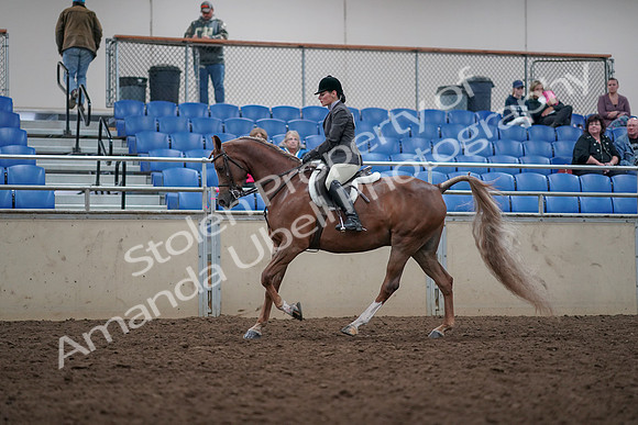 2019 Morgan Horse Show - Aug 31, 2019 - 16001