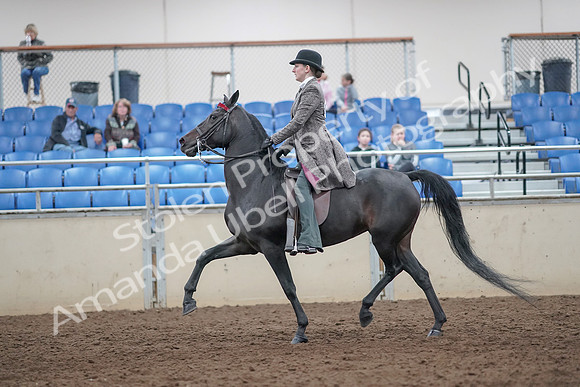 2019 Morgan Horse Show - Aug 31, 2019 - 09414