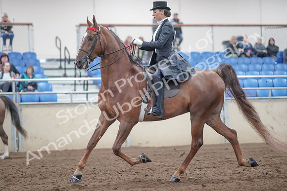 2019 Morgan Horse Show - Aug 31, 2019 - 20453