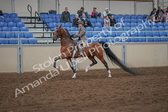 2020 - AB Morgan Horse - Fri, Sept 04 - 11379