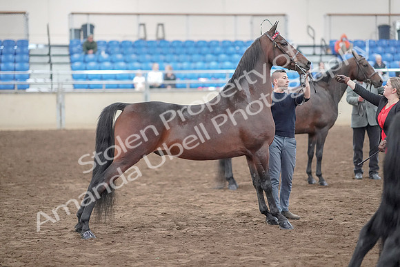 2019 Morgan Horse Show - Aug 31, 2019 - 03726