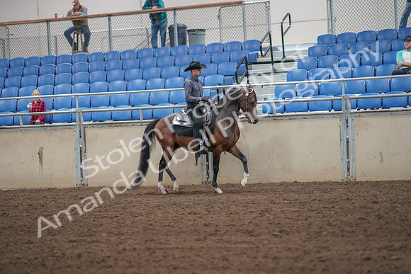 2019 Morgan Horse Show - Aug 31, 2019 - 06224