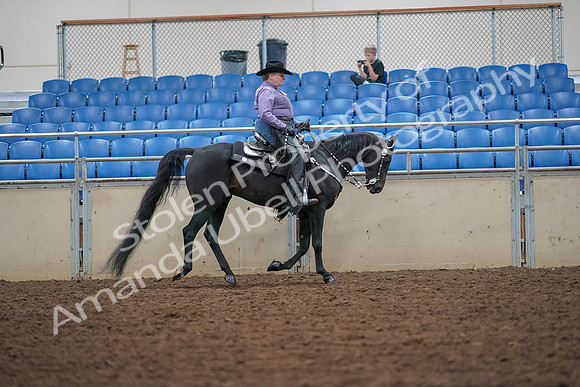 2019 Morgan Horse Show - Aug 30, 2019 - 16941