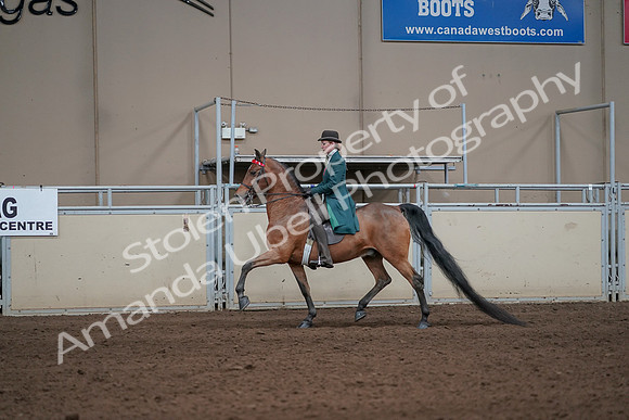 2019 Morgan Horse Show - Sept 01, 2019 - 13189