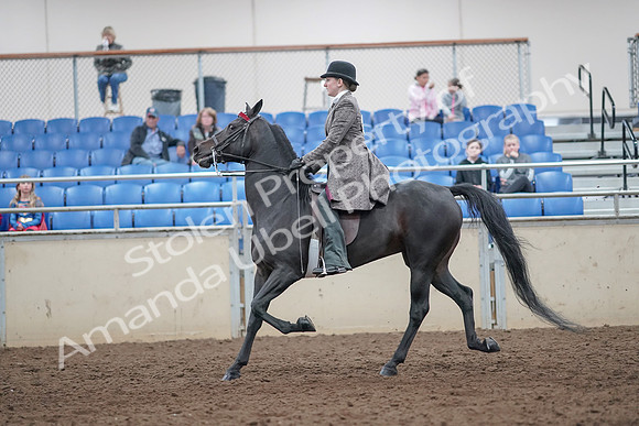 2019 Morgan Horse Show - Aug 31, 2019 - 09416