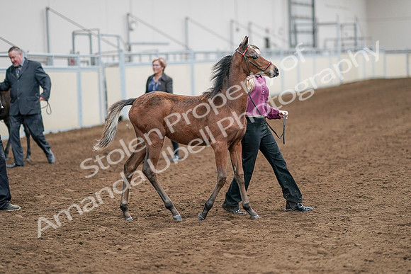 2020 - AB Morgan Horse - Sat, Sept 05 - 00506