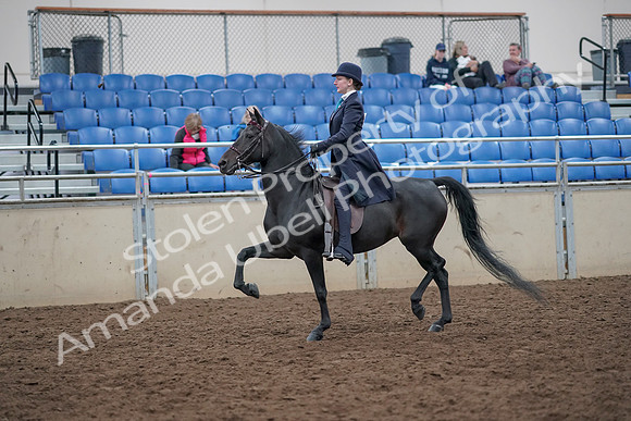 2019 Morgan Horse Show - Aug 31, 2019 - 18009
