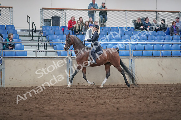 2019 Morgan Horse Show - Aug 31, 2019 - 20485