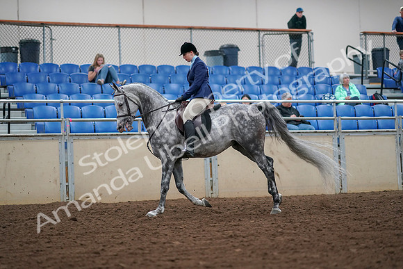 2019 Morgan Horse Show - Aug 30, 2019 - 16290
