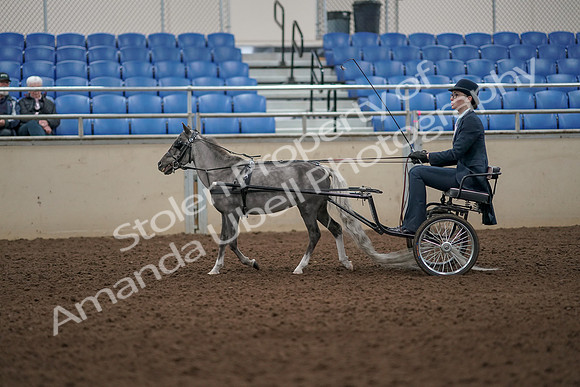 2019 Morgan Horse Show - Aug 31, 2019 - 04267