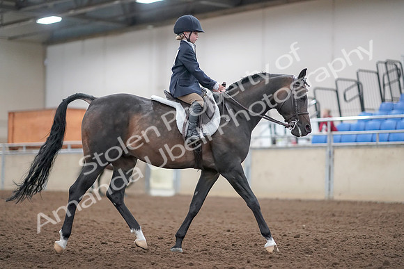 2019 Morgan Horse Show - Aug 31, 2019 - 19578
