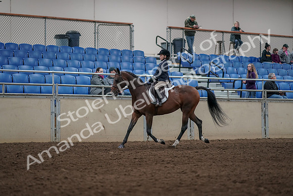 2019 Morgan Horse Show - Aug 31, 2019 - 05548