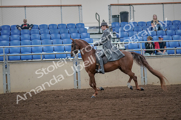2019 Morgan Horse Show - Aug 30, 2019 - 15574