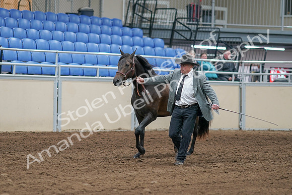2020 - AB Morgan Horse - Sat, Sept 05 - 00240