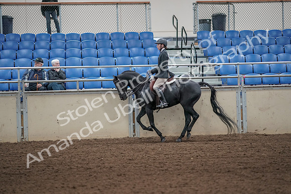 2019 Morgan Horse Show - Aug 31, 2019 - 05065