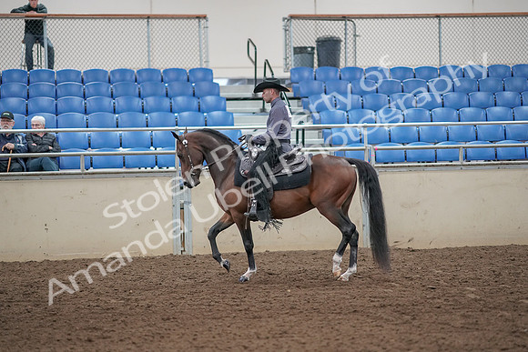 2019 Morgan Horse Show - Aug 31, 2019 - 06046