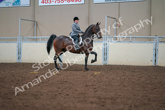 2019 Morgan Horse Show - Aug 30, 2019 - 20824