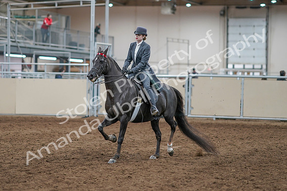 2020 - AB Morgan Horse - Sun, Sept 06 - 08287