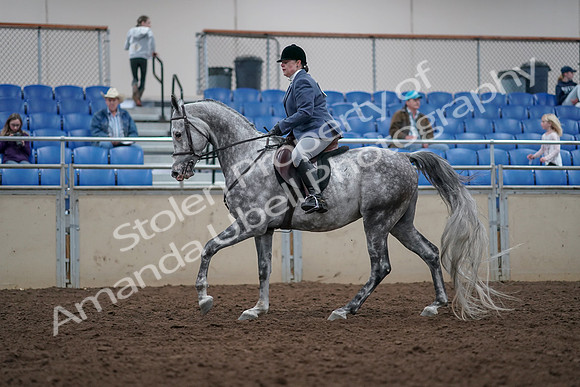 2019 Morgan Horse Show - Aug 31, 2019 - 15040