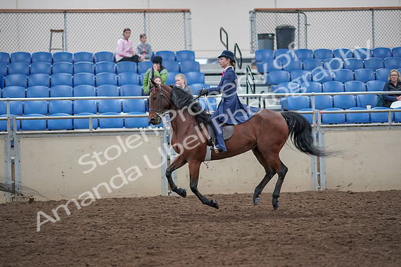 2019 Morgan Horse Show - Aug 31, 2019 - 09456
