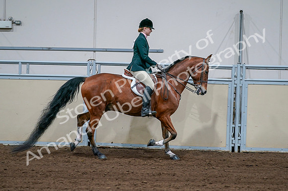 2020 - AB Morgan Horse - Fri, Sept 04 - 01745
