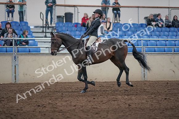 2019 Morgan Horse Show - Aug 31, 2019 - 20646