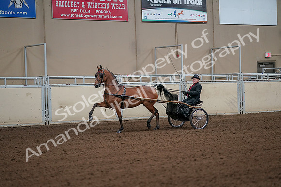 2019 Morgan Horse Show - Aug 30, 2019 - 13045