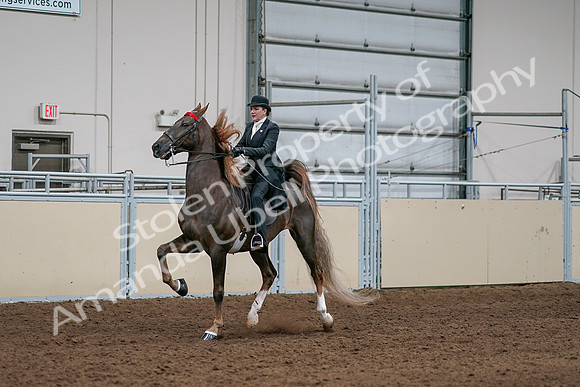 2020 - AB Morgan Horse - Sat, Sept 05 - 13094