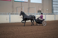 Class 167 - Morgan Classic Pleasure Driving - Championship