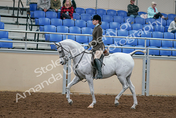 2020 - AB Morgan Horse - Sat, Sept 05 - 14445