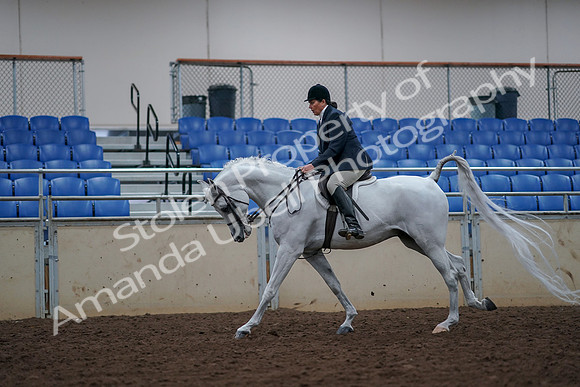 2019 Morgan Horse Show - Aug 30, 2019 - 17502