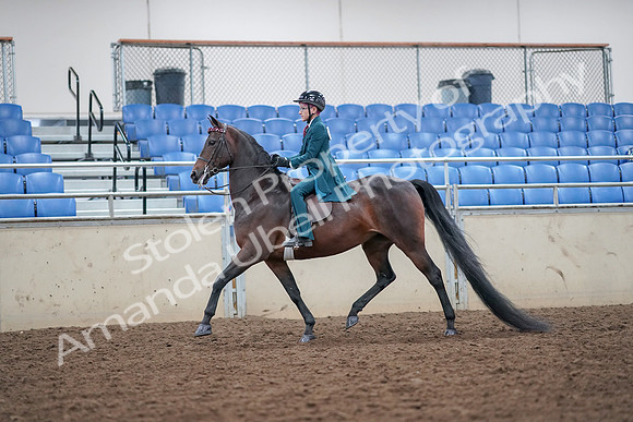 2019 Morgan Horse Show - Aug 30, 2019 - 17852