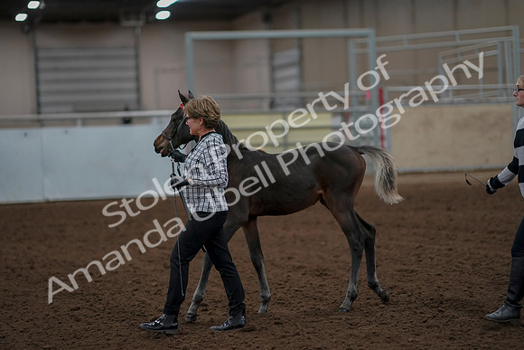 2019 Morgan Horse Show - Aug 30, 2019 - 24858
