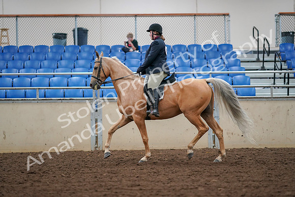 2019 Morgan Horse Show - Aug 30, 2019 - 16246