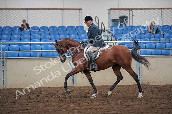 2019 Morgan Horse Show - Aug 30, 2019 - 16135