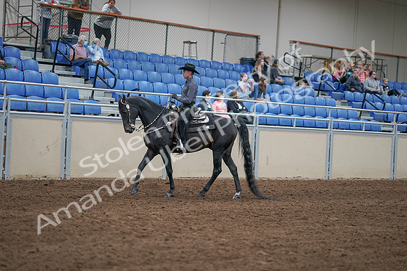 2020 - AB Morgan Horse - Fri, Sept 04 - 08280