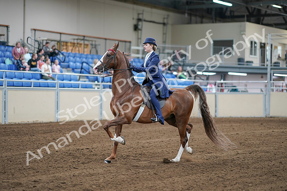 2020 - AB Morgan Horse - Sat, Sept 05 - 06080