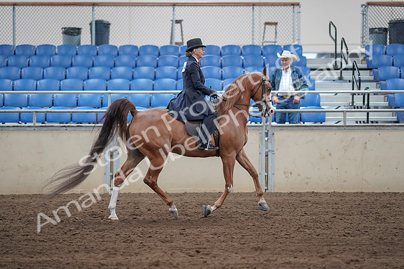 2019 Morgan Horse Show - Sept 01, 2019 - 11988