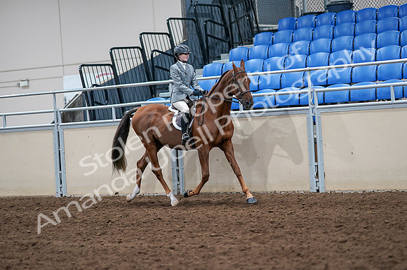 2020 - AB Morgan Horse - Fri, Sept 04 - 03099