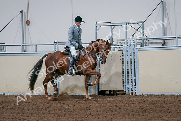2020 - AB Morgan Horse - Fri, Sept 04 - 01784