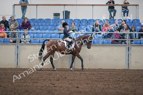 2019 Morgan Horse Show - Aug 31, 2019 - 19561
