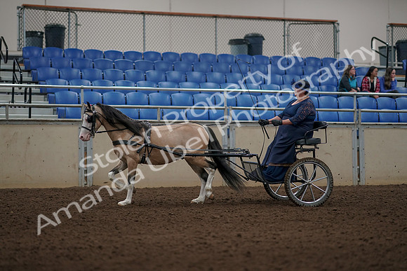 2019 Morgan Horse Show - Aug 31, 2019 - 04339
