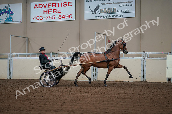 2019 Morgan Horse Show - Aug 30, 2019 - 13431