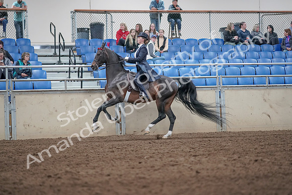 2019 Morgan Horse Show - Aug 31, 2019 - 20677