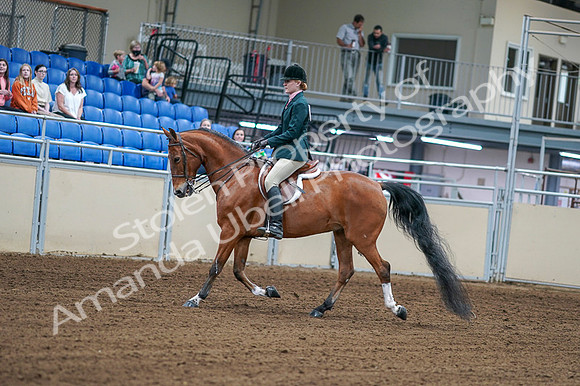 2020 - AB Morgan Horse - Fri, Sept 04 - 01543