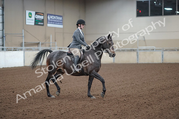 2019 Morgan Horse Show - Sept 01, 2019 - 11015